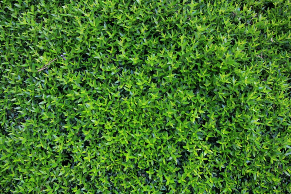 Leaves fouling book