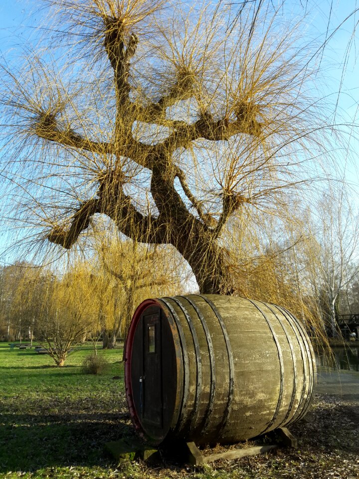 Pasture spreewald tree