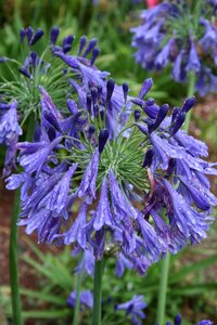 Plant flowering blue