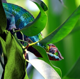 Colored animal nature
