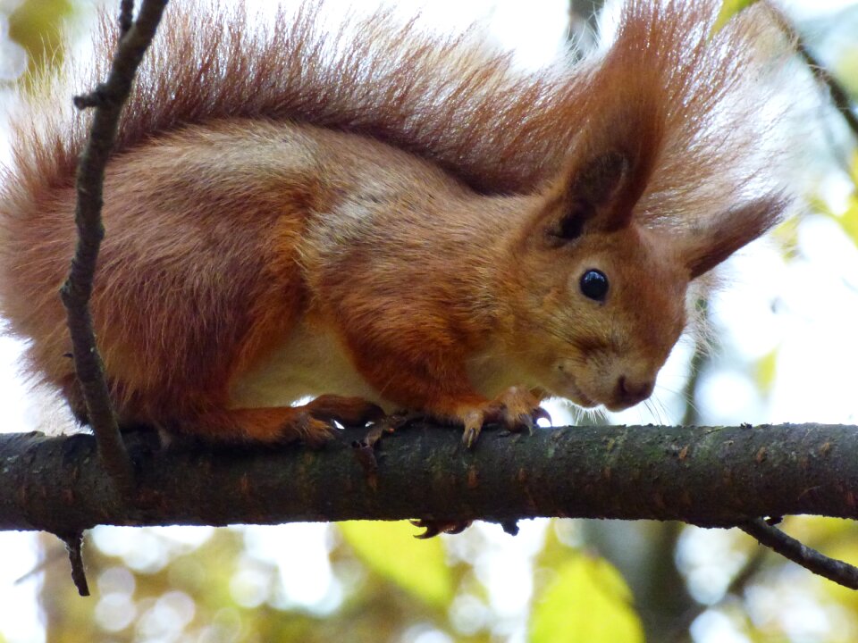 Animals forest nature