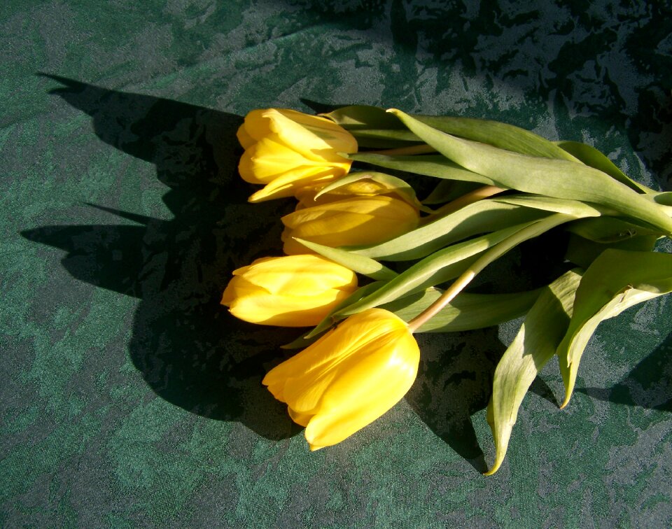Tulip yellow flower cut flower