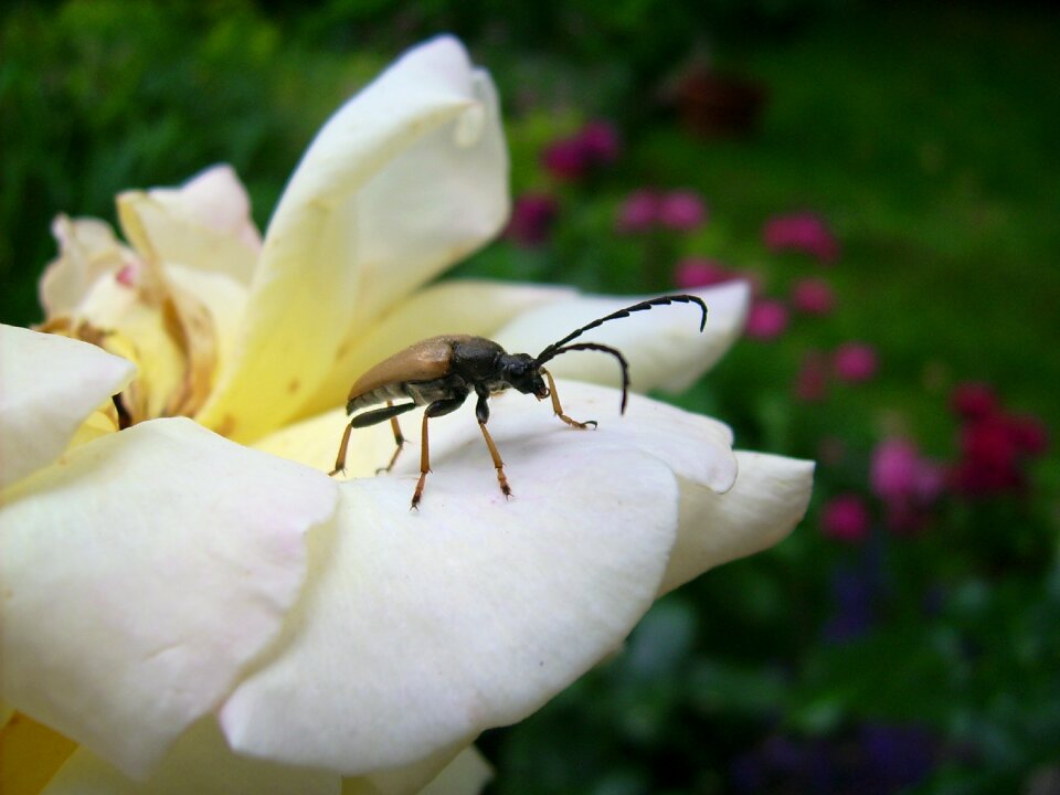Macro beetle nature