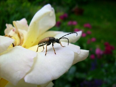 Macro beetle nature