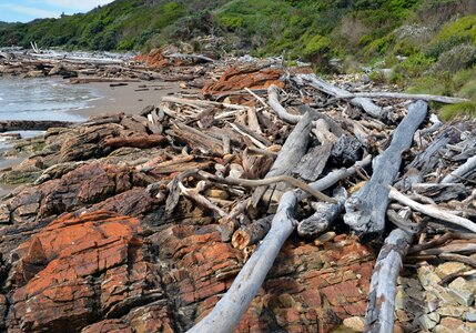 Shore tree sea