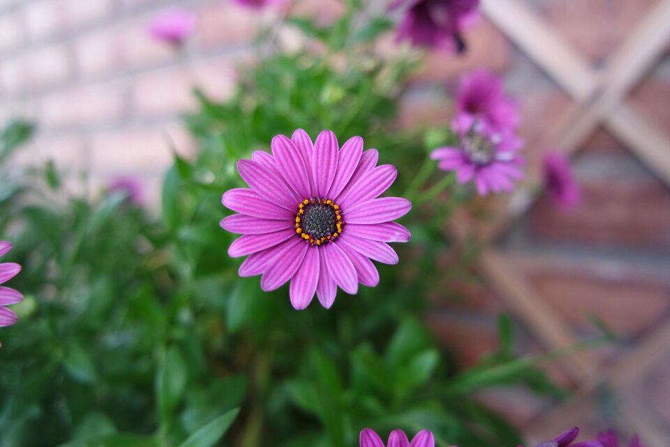 Garden small flower delicate flower