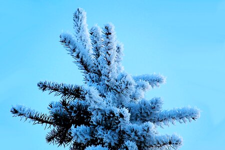 Eiskristalle fir tree cold