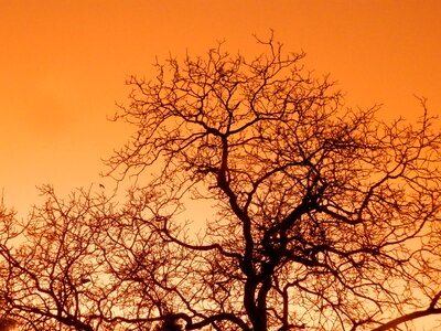 Orange branch common walnut