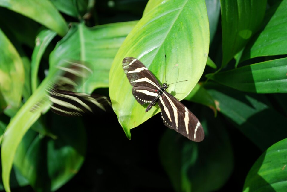 Garden fly