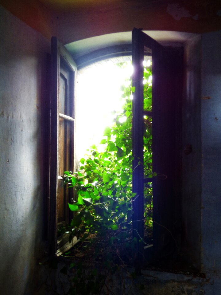 Light ivy ruin