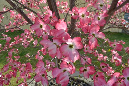 Flower bloom spring