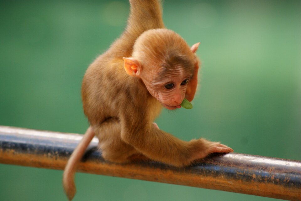 Cute wildlife nature