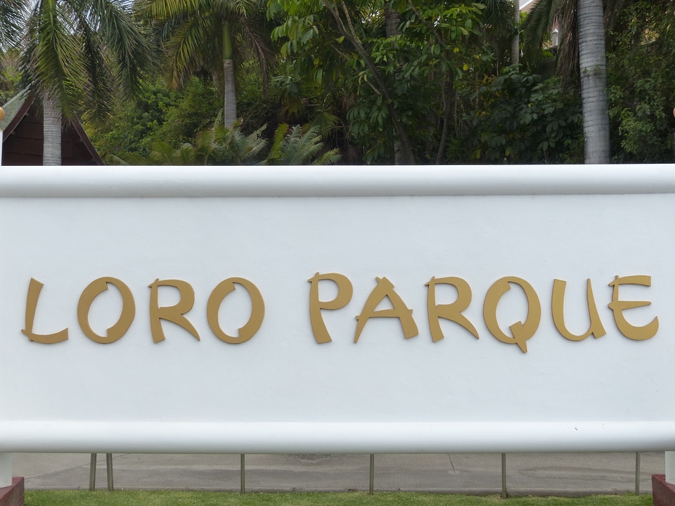 Lettering logo tenerife