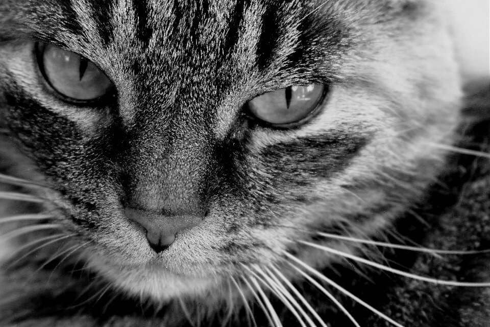 Pet domestic cat cat's eyes