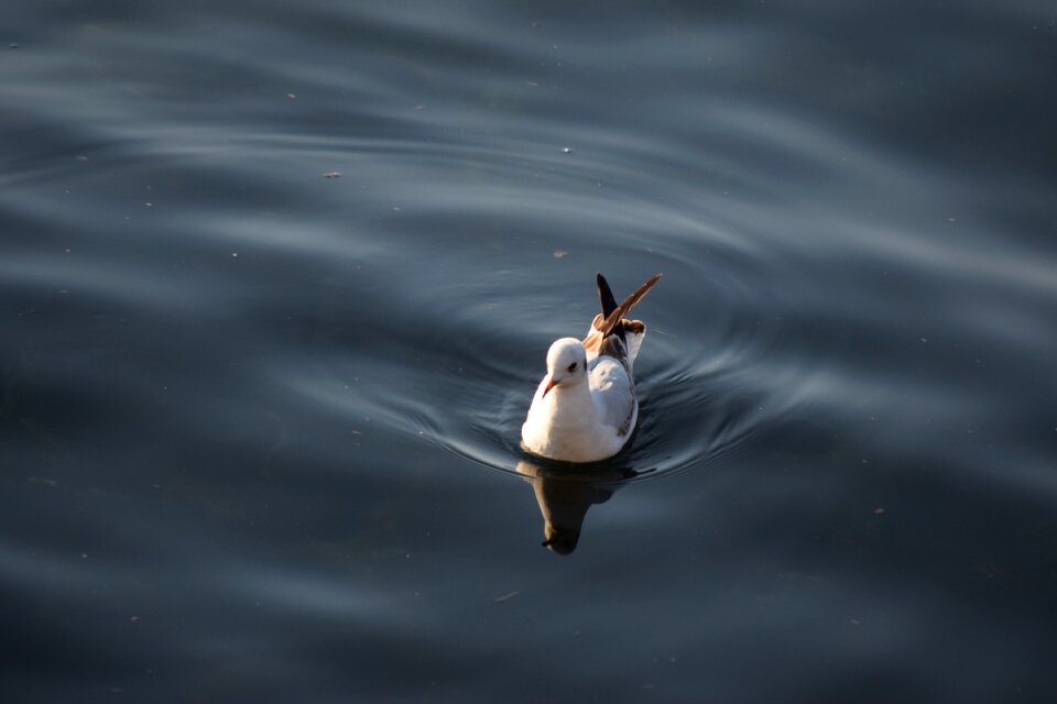 Nature bird animals