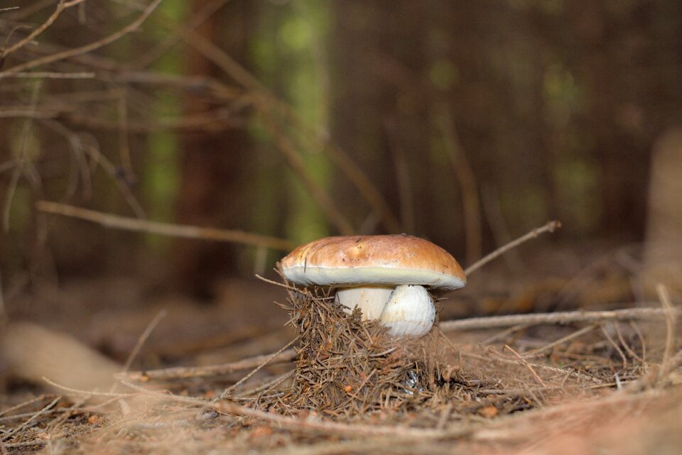 Forest autumn nature