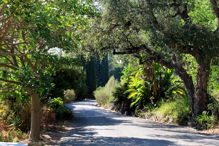 Landscape green pine