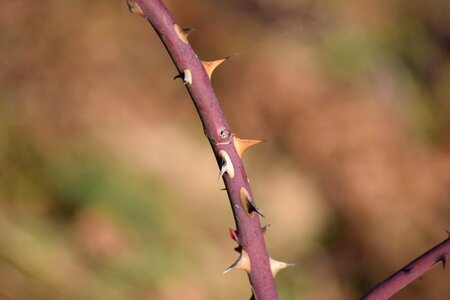 Nature rose stem