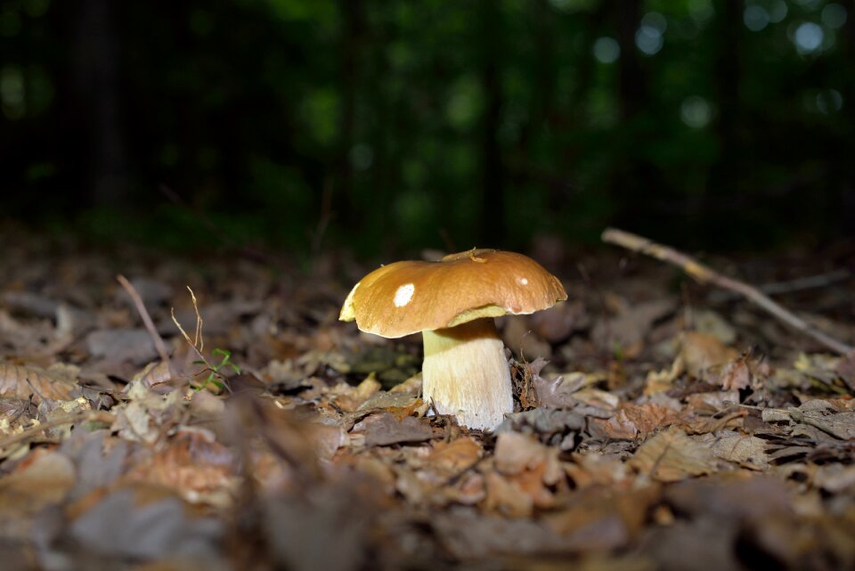 Forest autumn nature
