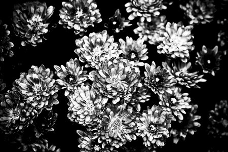 Close up garden chrysanthemum background photo