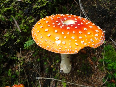 Mushroom red fly agaric mushroom autumn