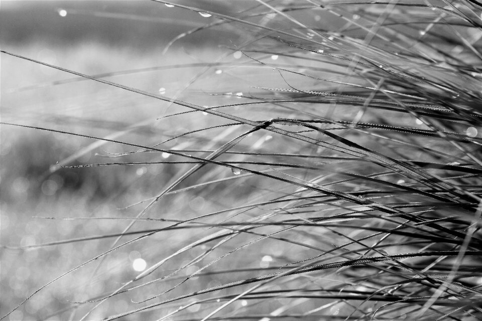 Nature black and white landscape