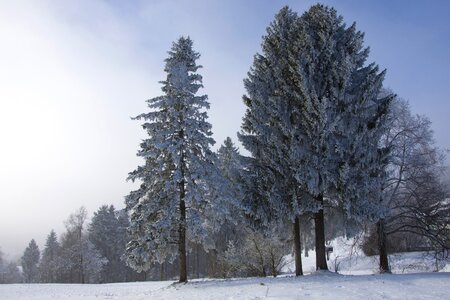 Cold landscape tree