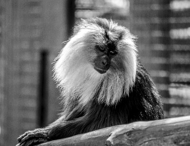 Wild animal wildlife