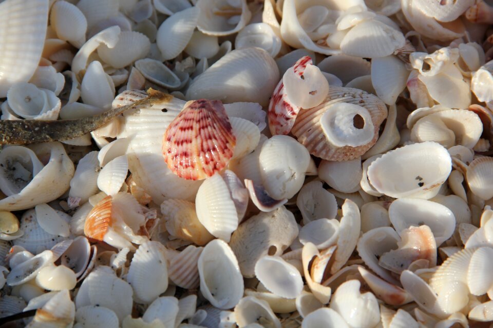 Beach decoration close up photo