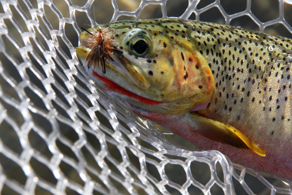 River fly gray fish