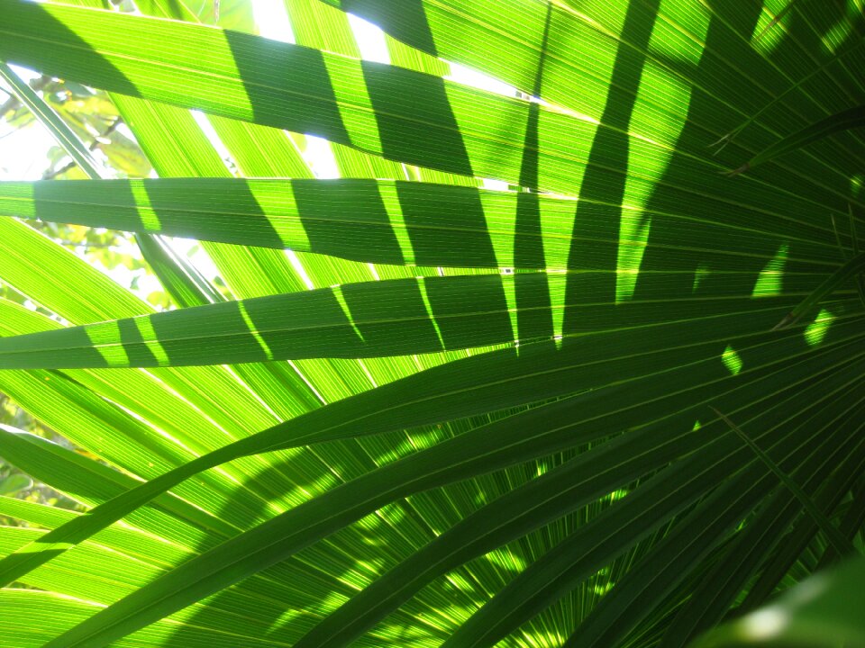 Light green close up