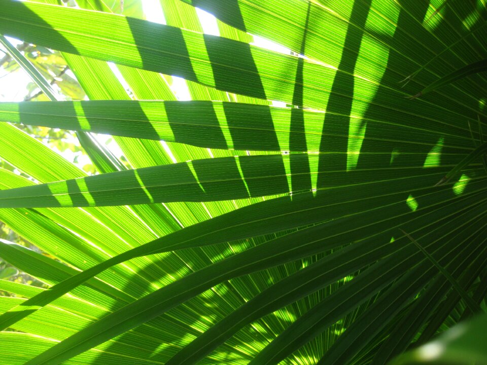 Light green close up photo