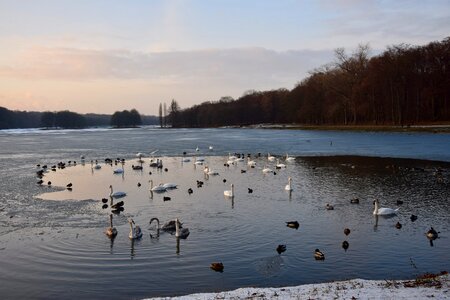 Sunset winter swans photo
