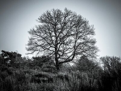Tree aesthetic branches photo
