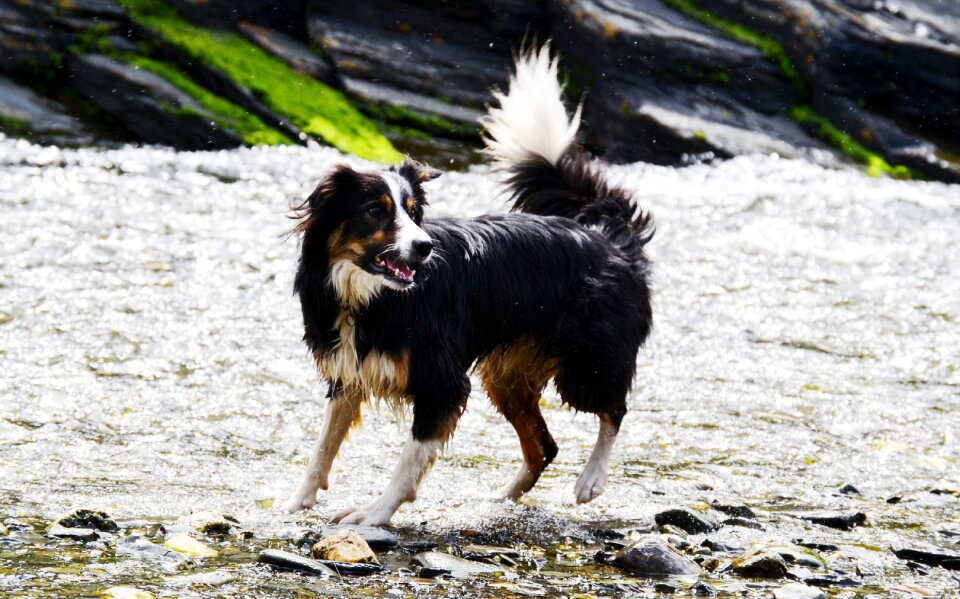 Collie tricolour pet