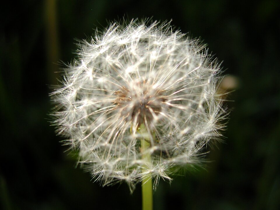Dandelion flower seeds