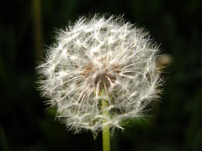 Dandelion flower seeds photo