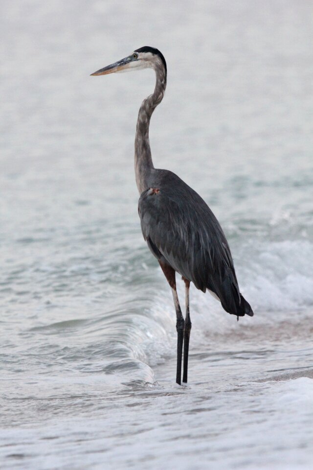 Water bird florida grey heron
