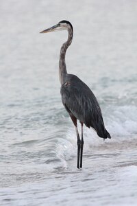 Water bird florida grey heron