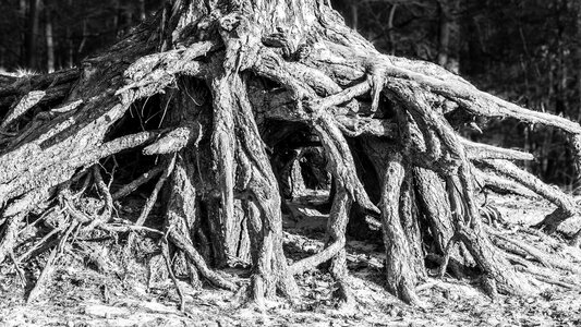 Tree root wood nature