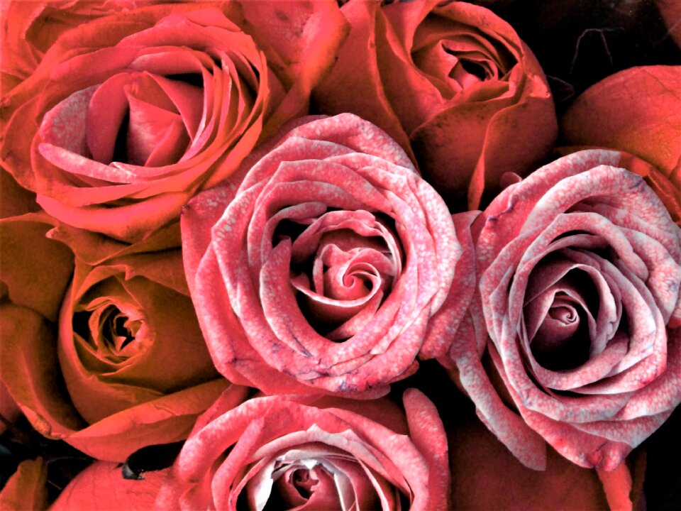 Flowers congratulations romance
