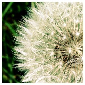 Nature plant summer