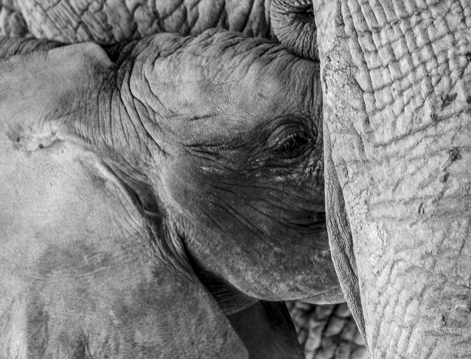 Animal mammal cute