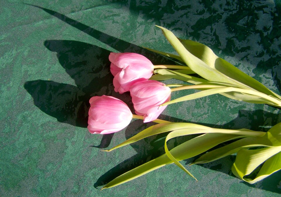 Tulip pink flower cut flower