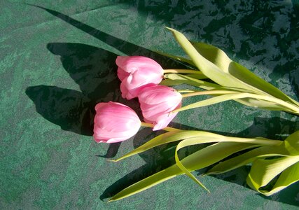 Tulip pink flower cut flower