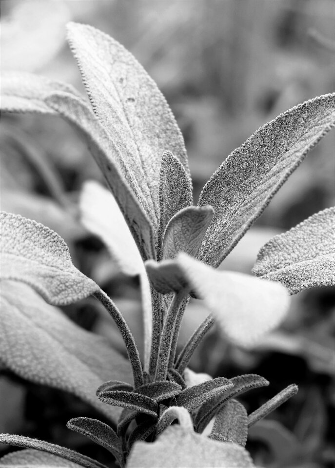 Herb garden plant kitchen sage