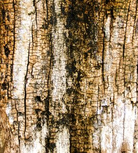 Old wood stripe wood old