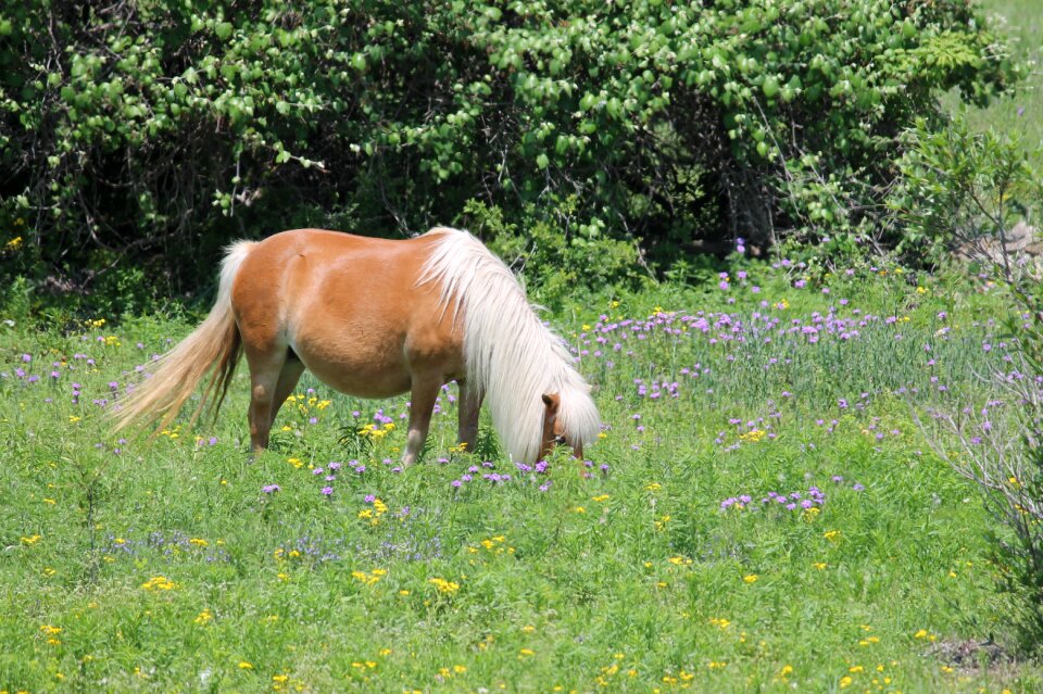 Wildflowers miniature horse
