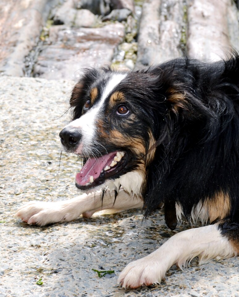 Collie tricolour pet