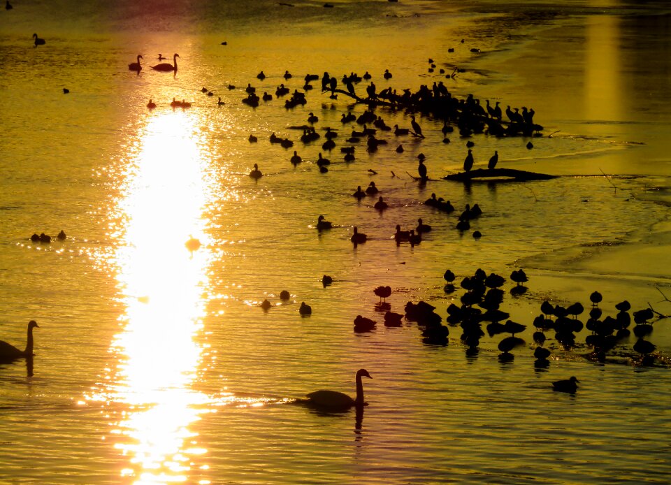 Swan heron cormorants